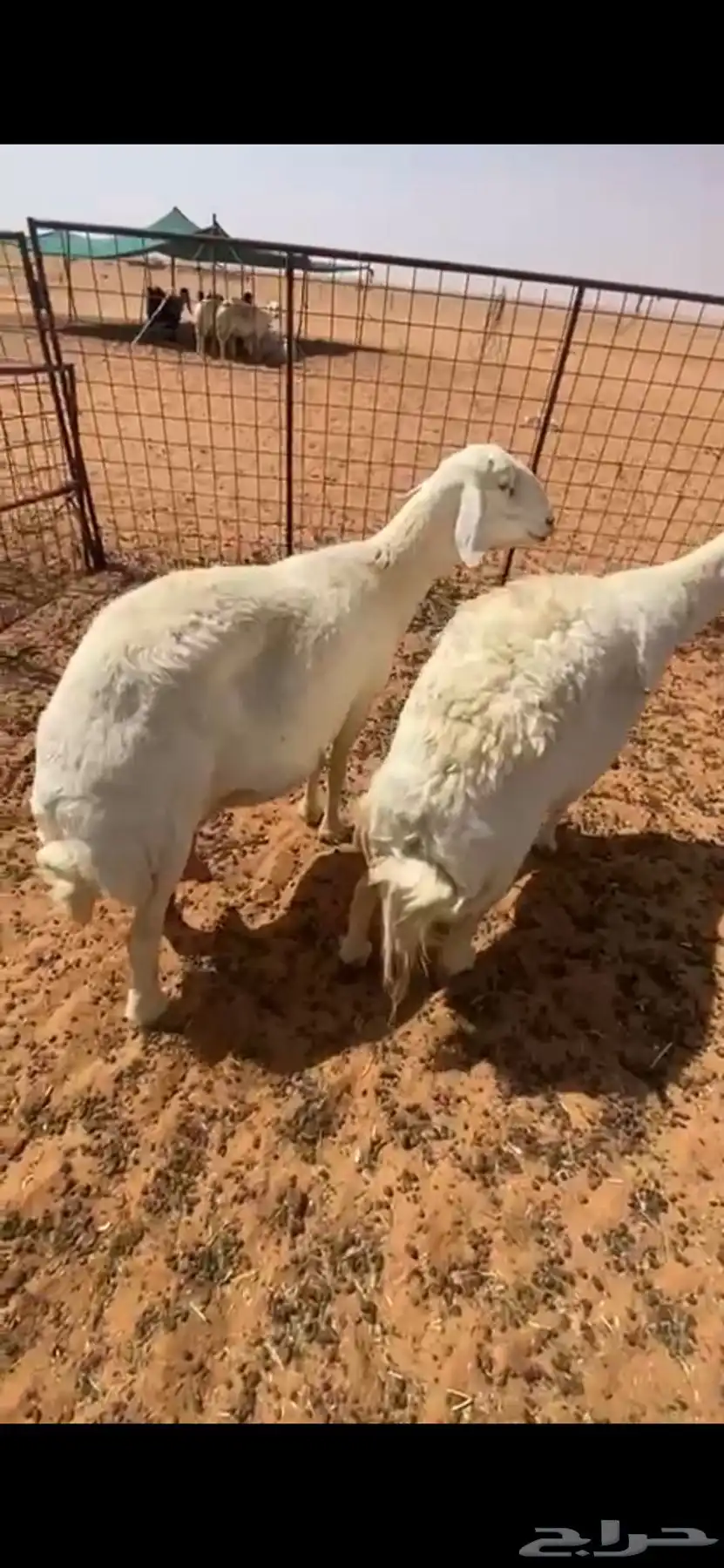 حريات جرم وجباره ماشاءالله 0