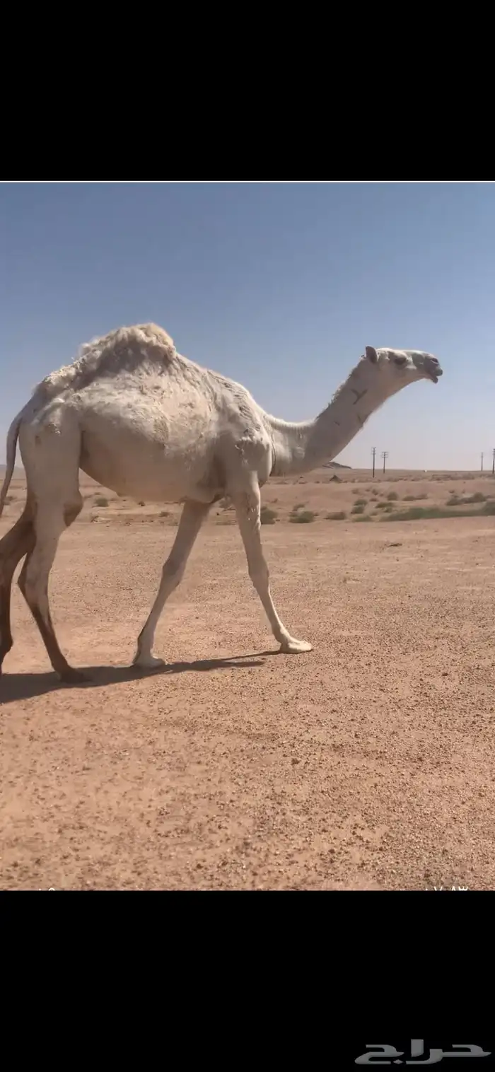 بكره باتليه حقه علي جميع الشروط 0