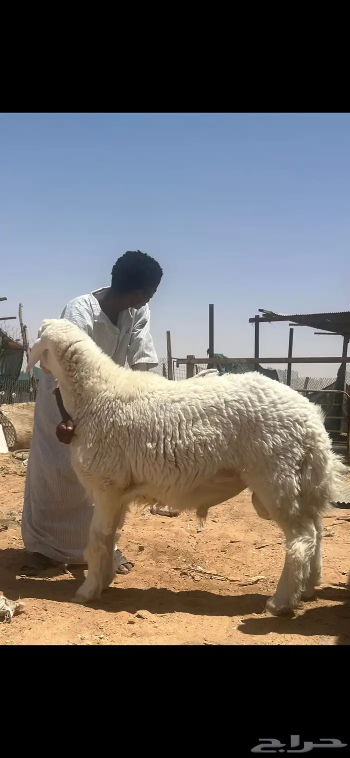 جذع حري مشروط صنف فاخر 1