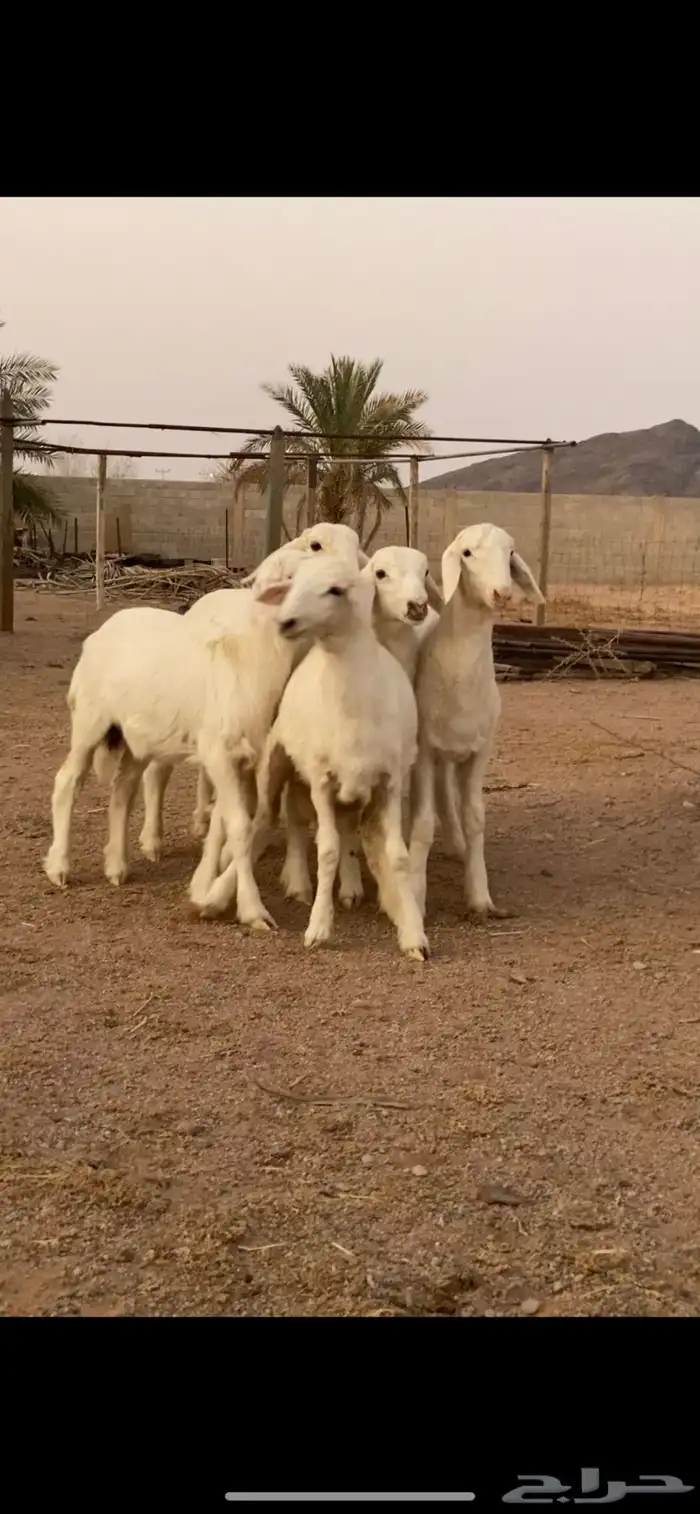 رخال حريات تم تم اللبيع 2