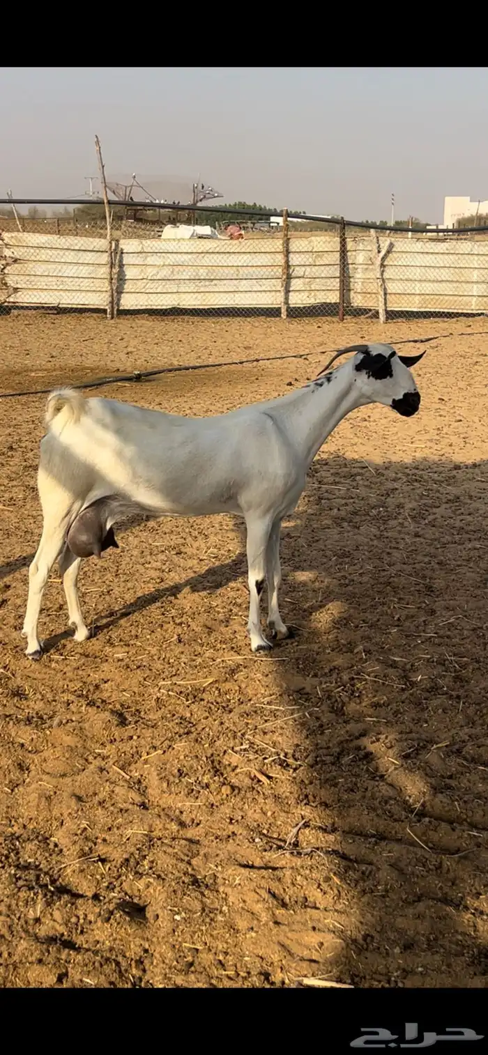 غنز بيشيه 0