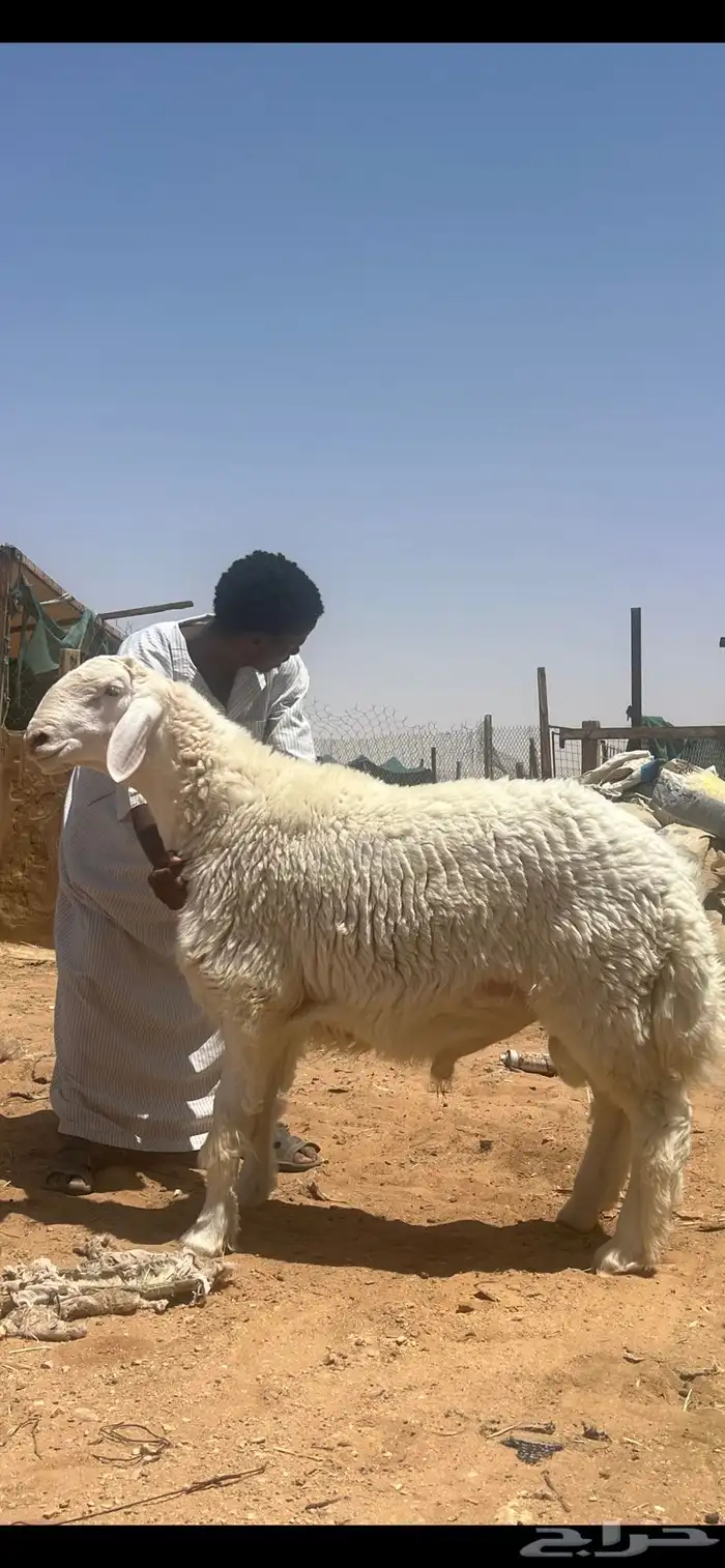 جذع حري مشروط صنف فاخر 0