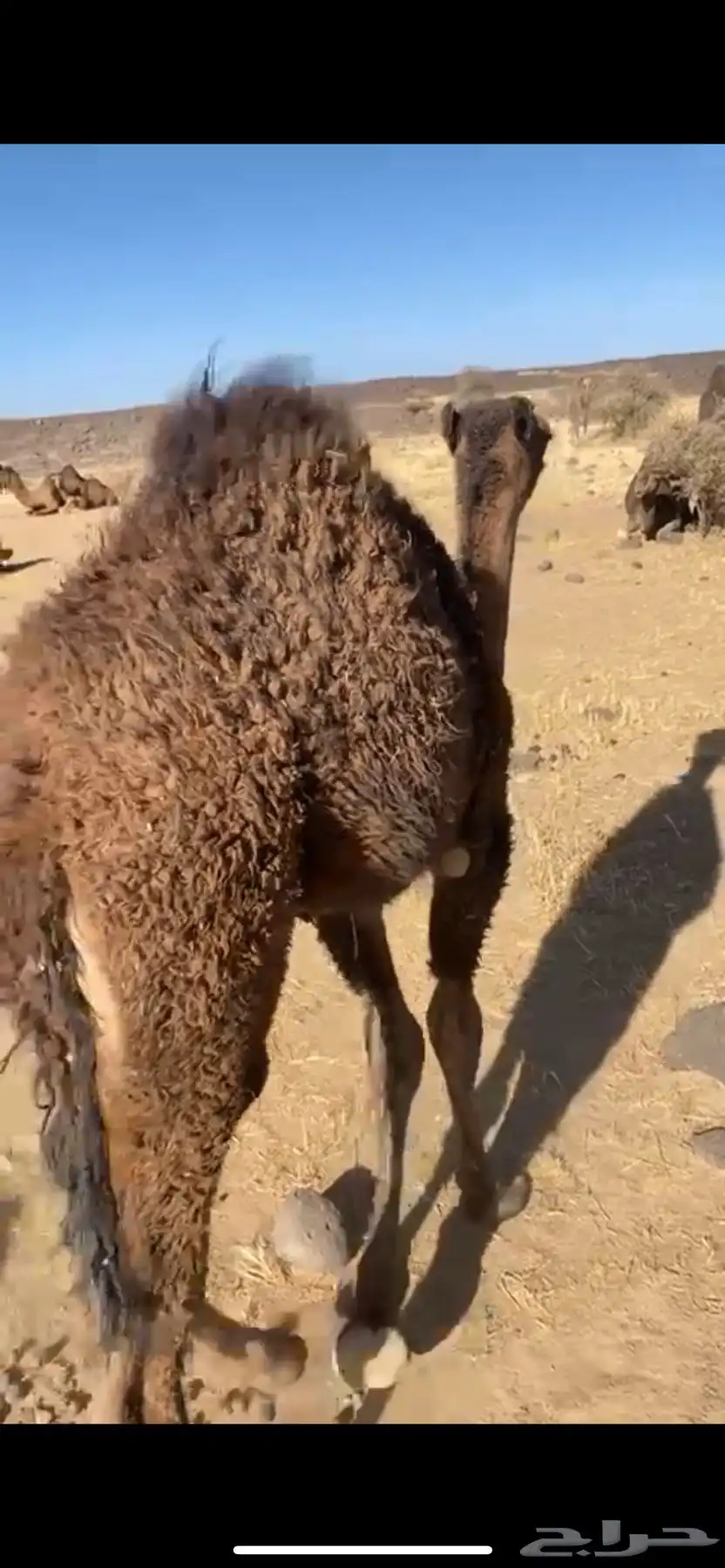 حاشو للبيع 5