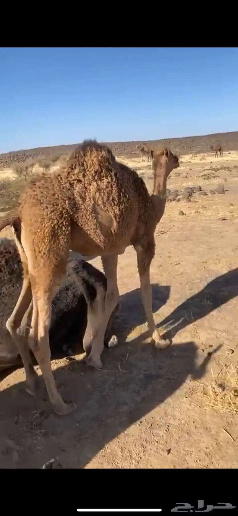حاشو للبيع 1