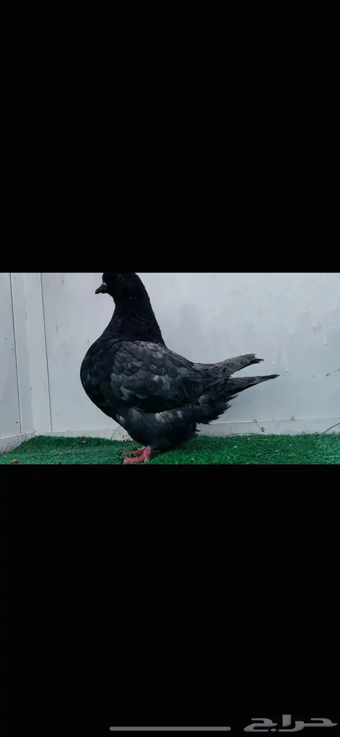 طبه فرش اندونيشن 0