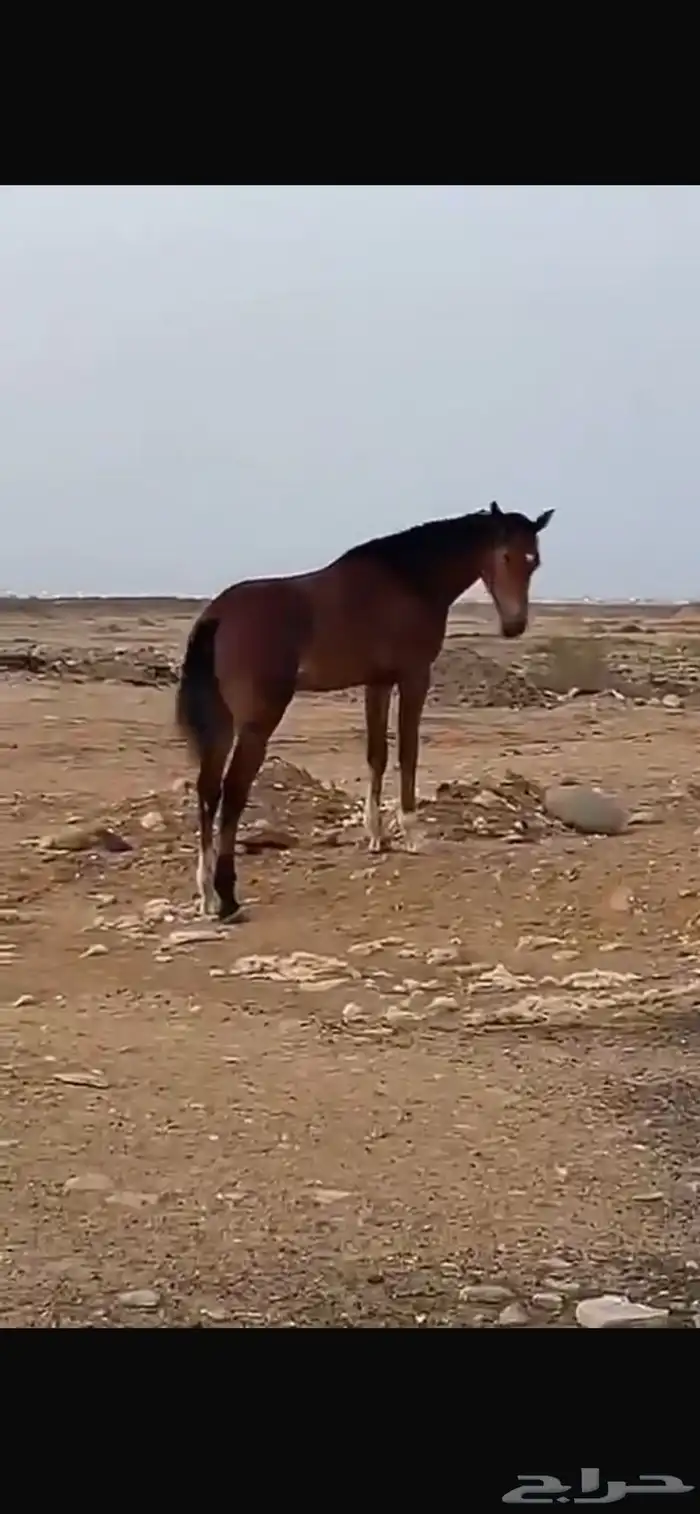 مفقوده دلني وجرك ع الله 1