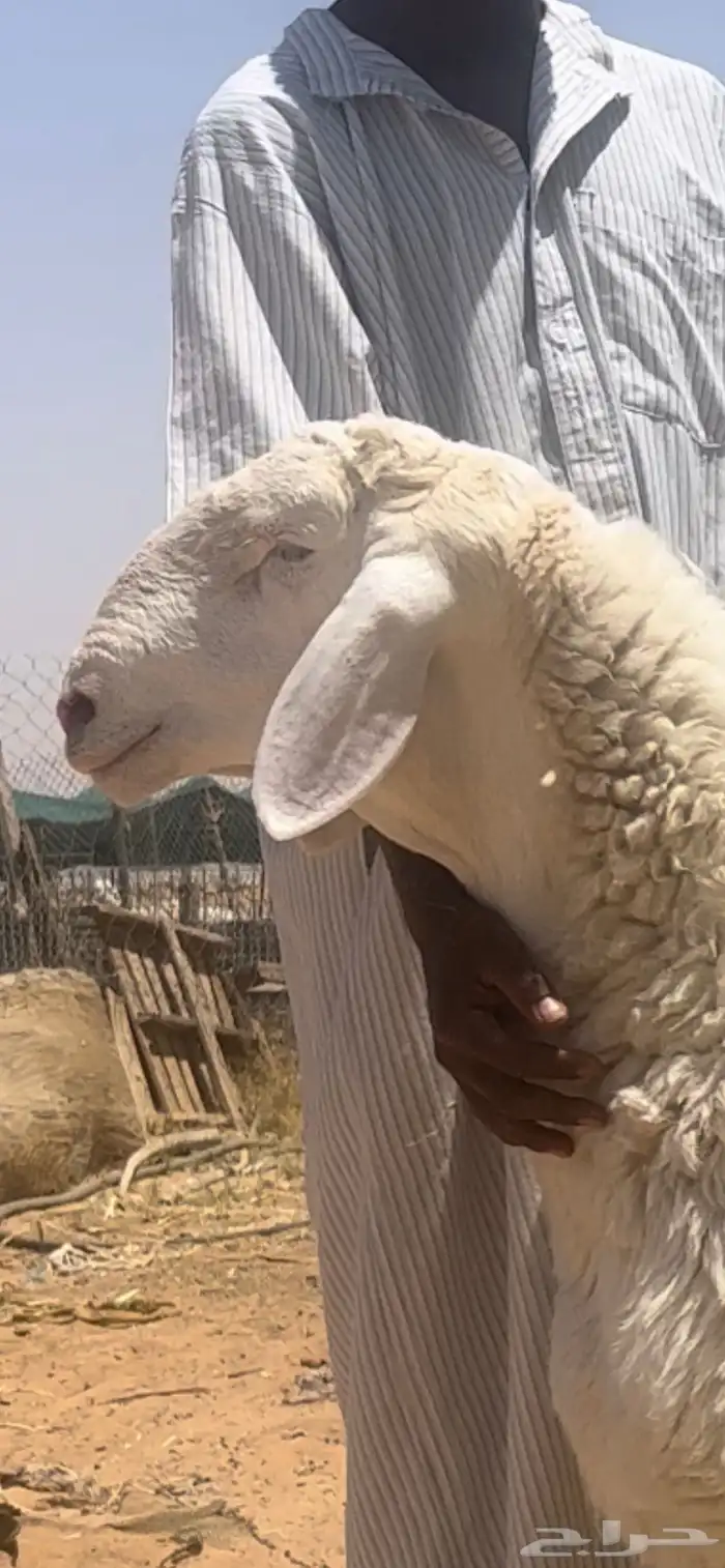 جذع حري مشروط صنف فاخر 2