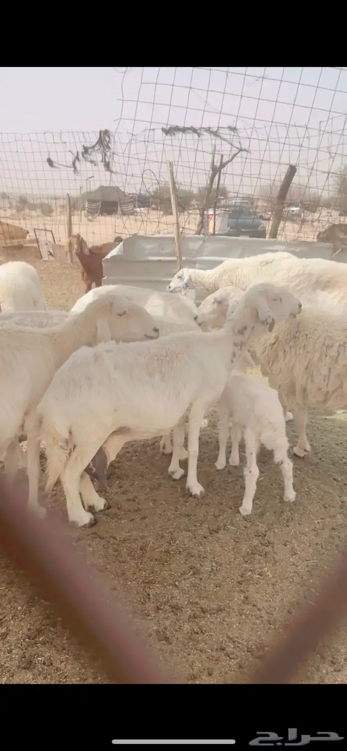 غنم حريات للبيع 12راس تحتها2 1