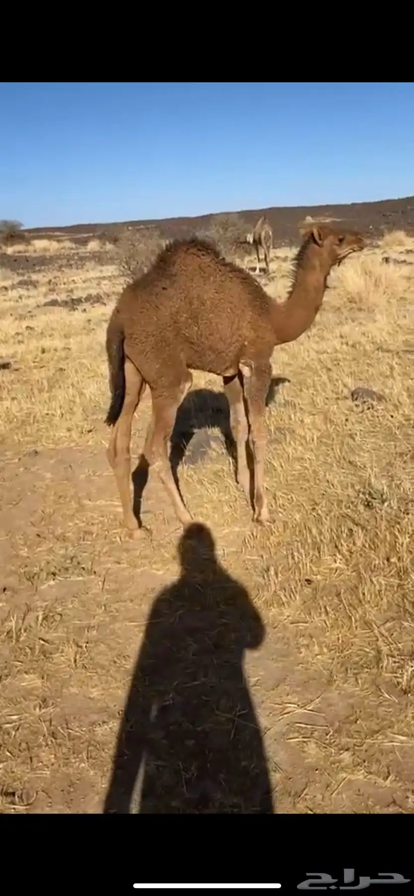 حاشو للبيع 6