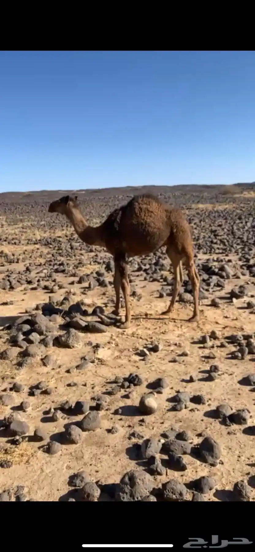 حاشو للبيع 2
