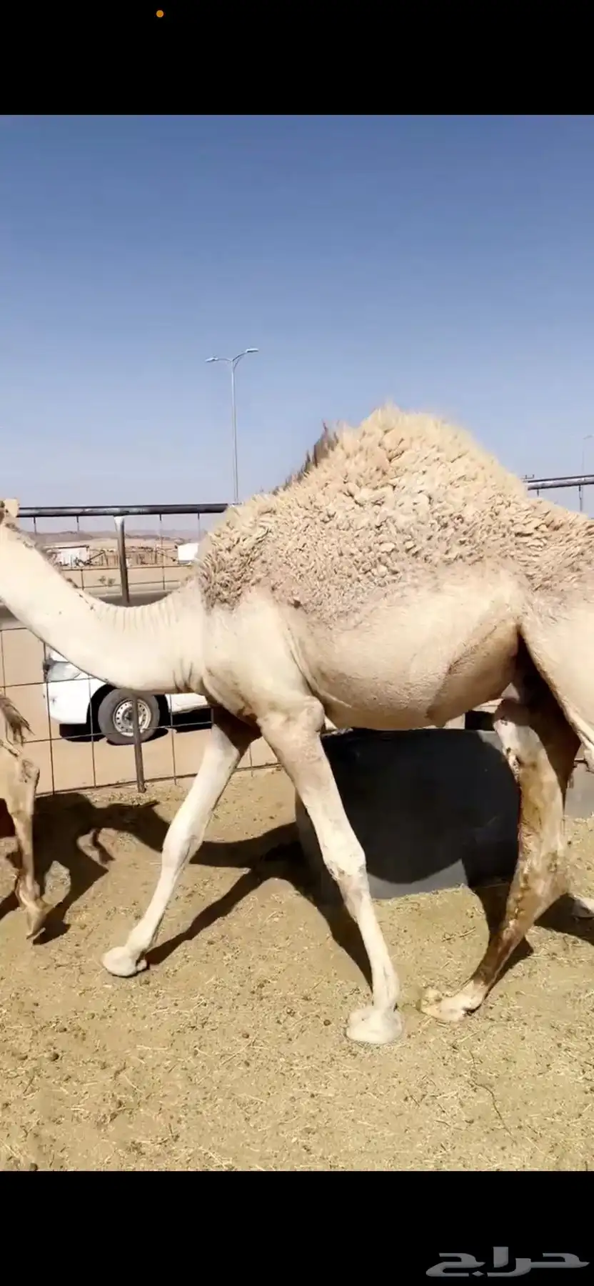 حشوان مناسبات 1