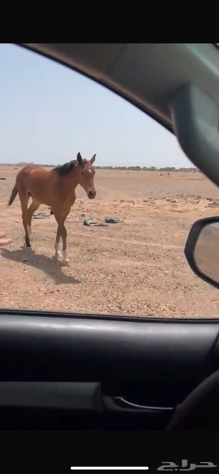 مفقوده دلني وجرك ع الله 0