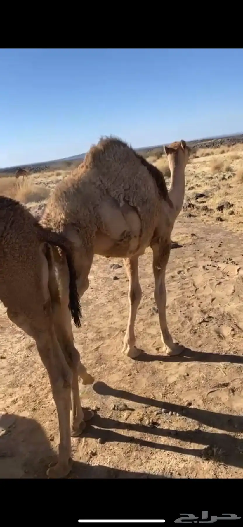 حاشو للبيع 0