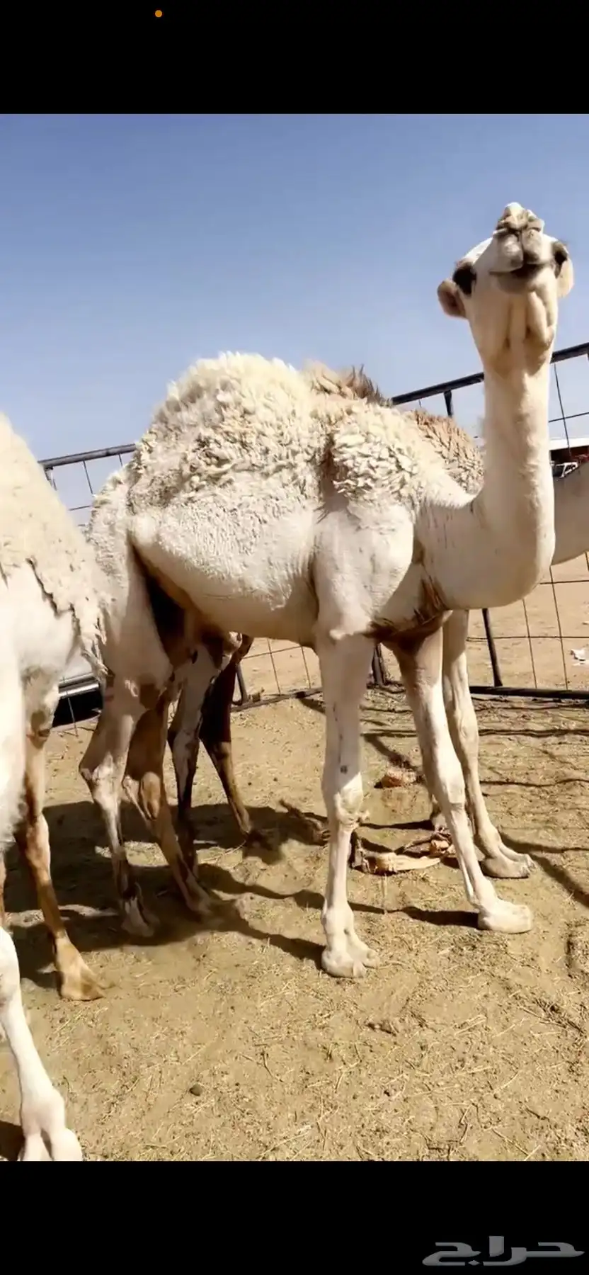 حشوان مناسبات 0