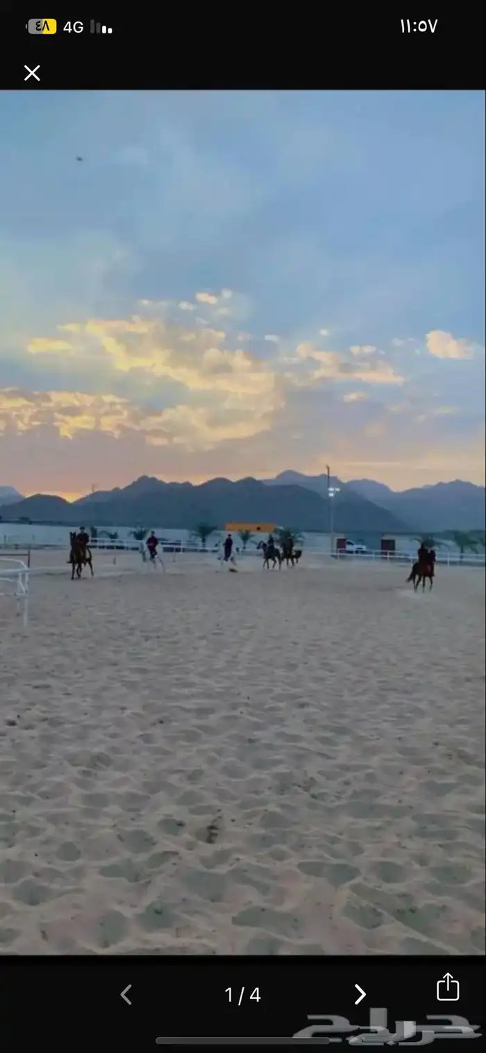 مربط الإمواج للخيل والفروسيه 1
