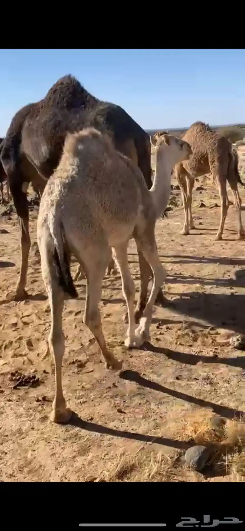 حاشو للبيع 7