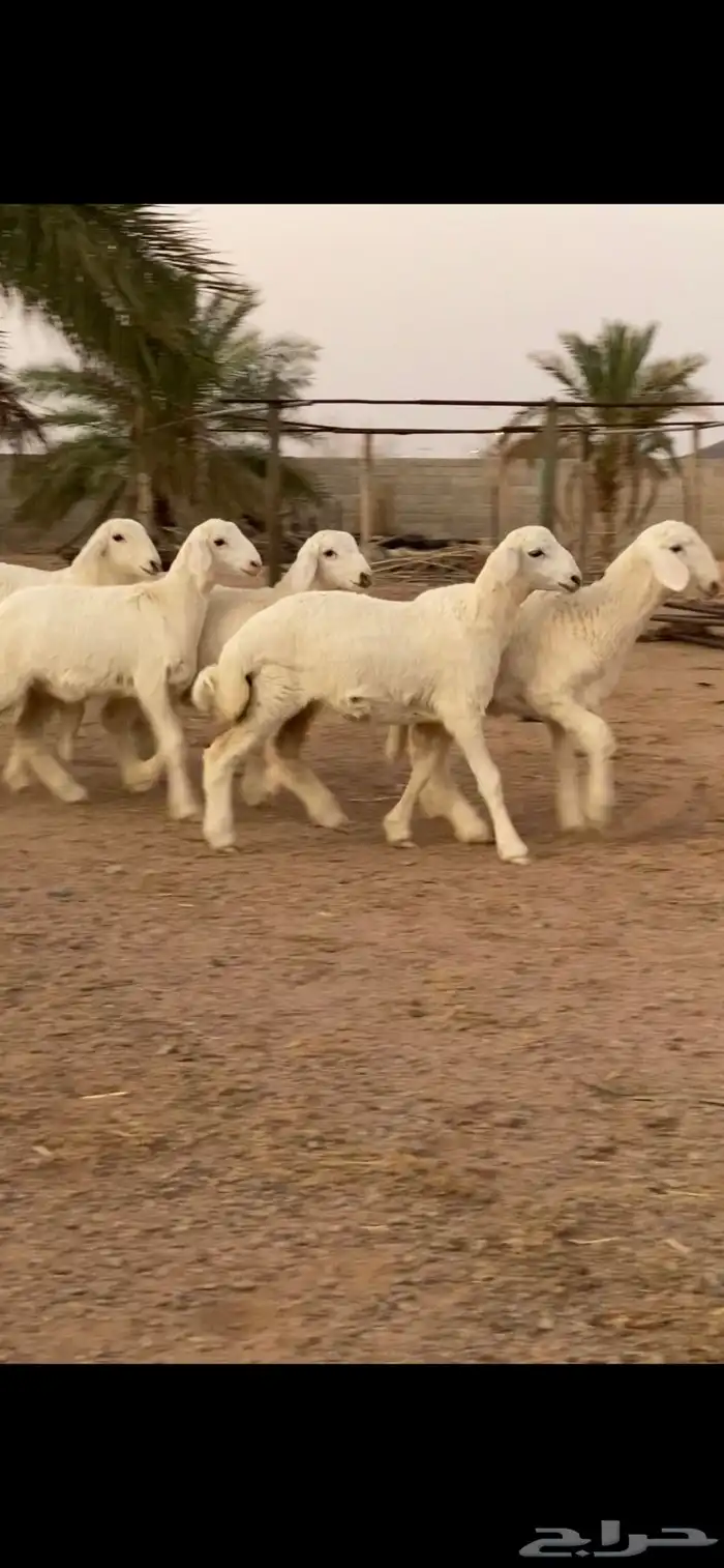 رخال حريات تم تم اللبيع 0