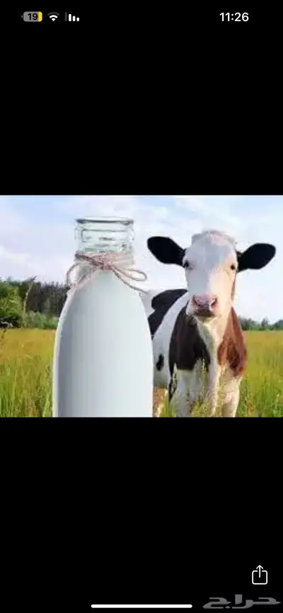 لبن بقر 0