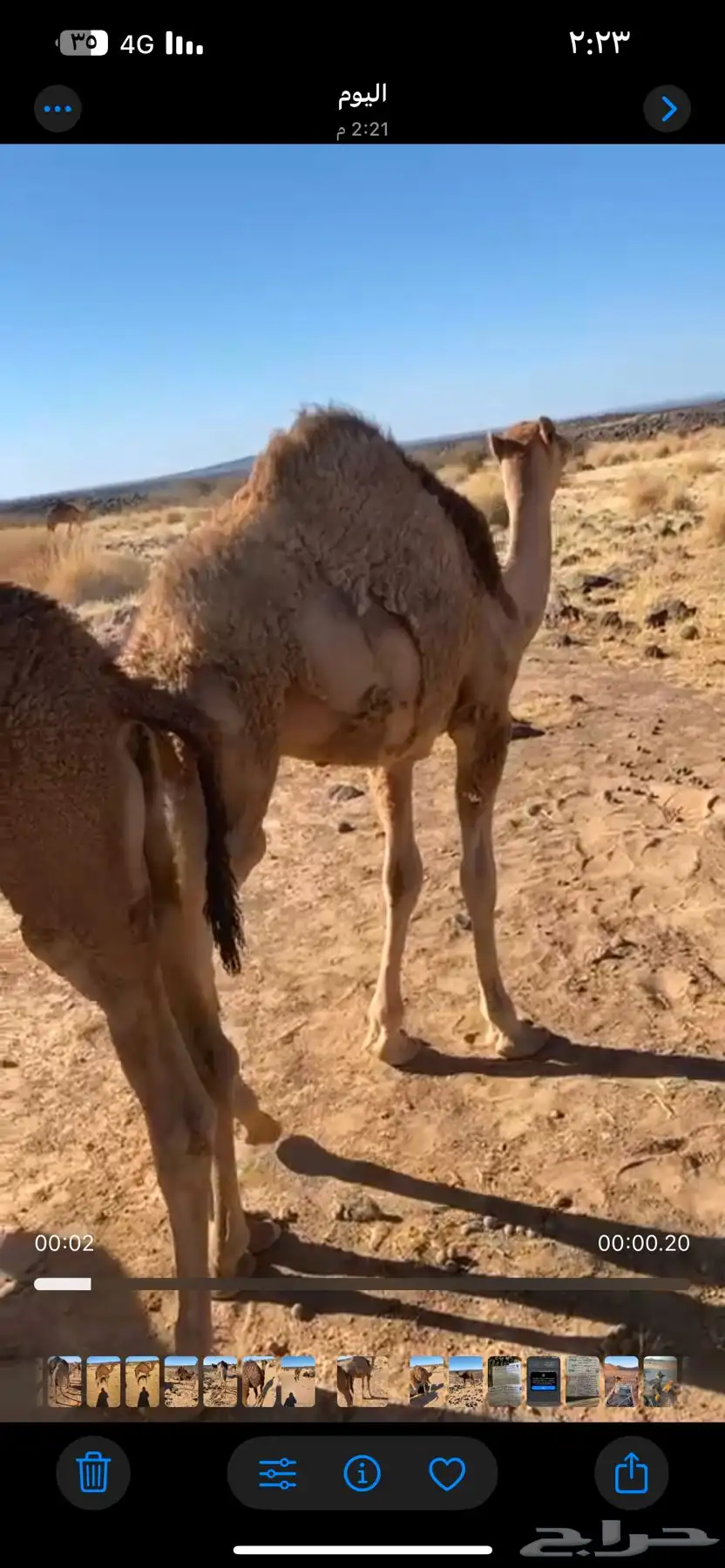 حاشو للبيع 3