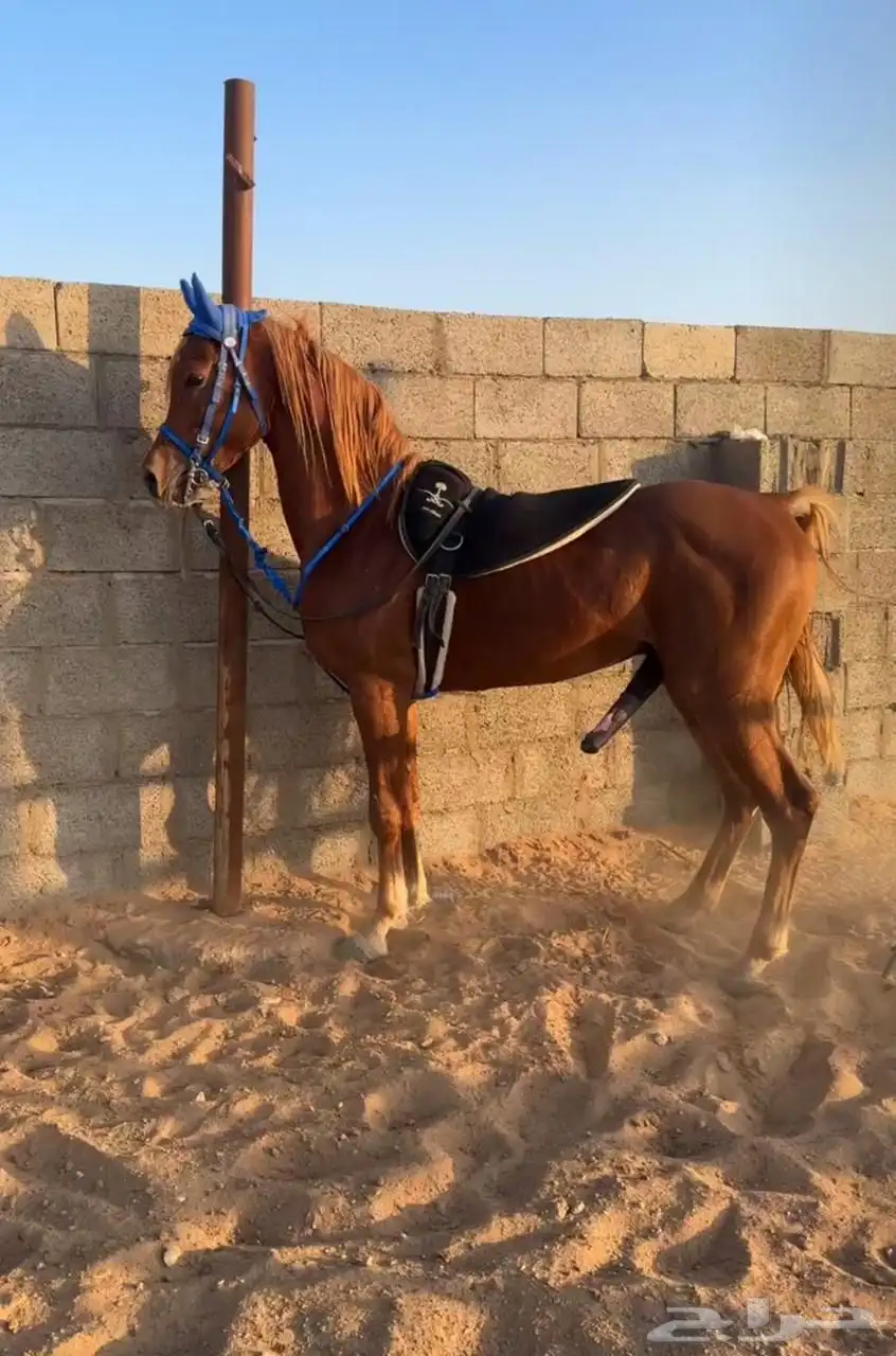 حصان عربي فاخر 0