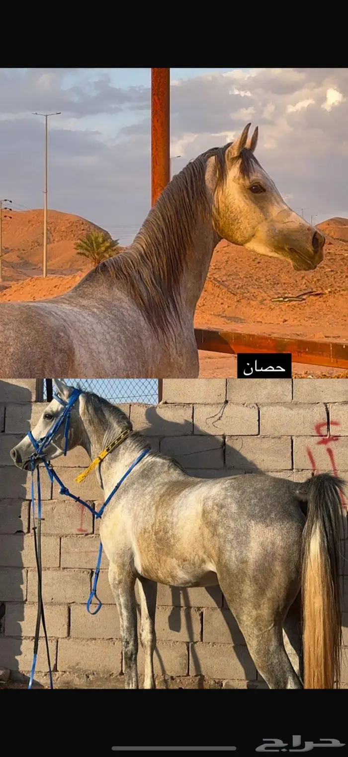حصان عربي وراق 2