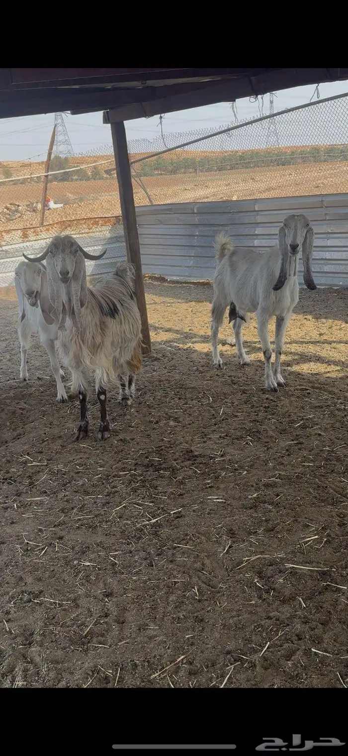 معزا مراح  تم البيع 2