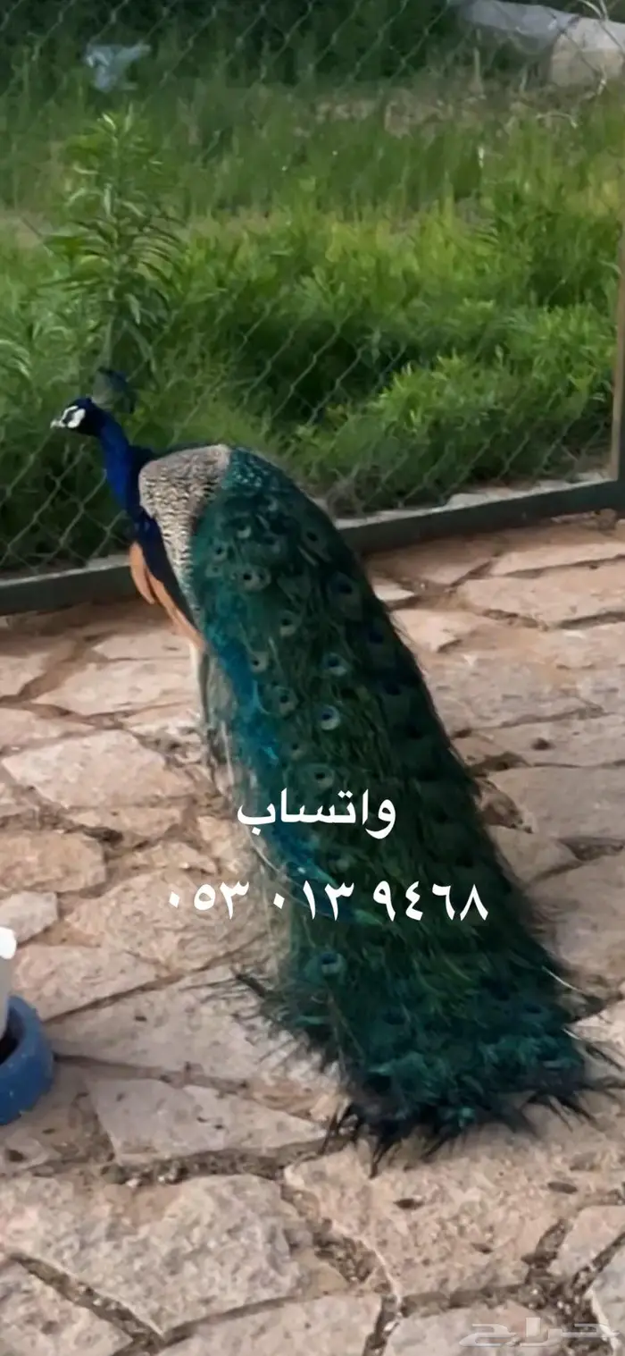 طاووس ذكور للبيع 0