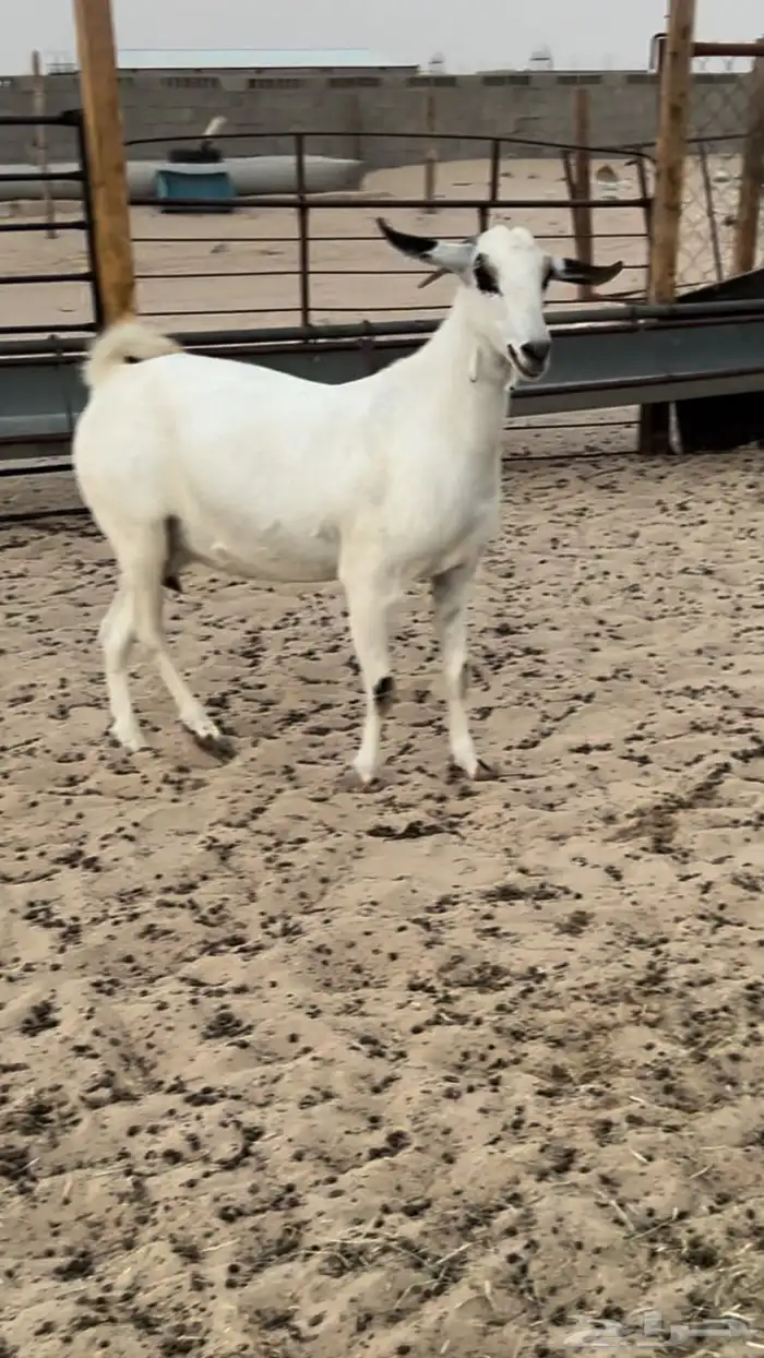 عنز بيشيه كحلا 1