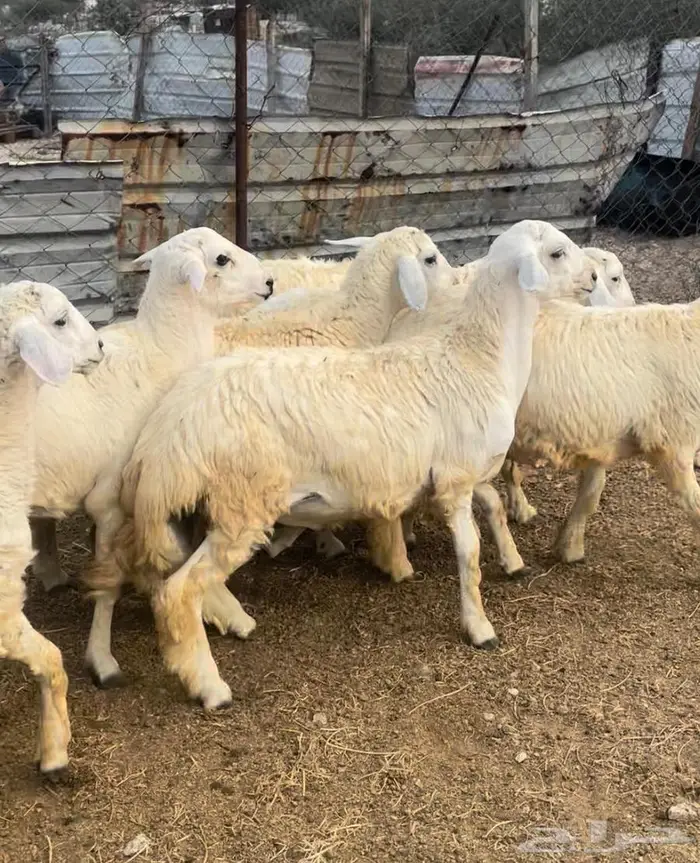 ذبايح طليان حري سواكن مع التوصيل 8