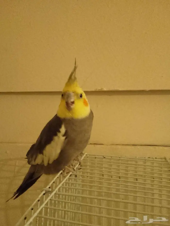 طائر الكروان 0