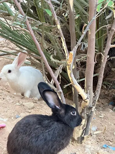 أرانب للبيع 4