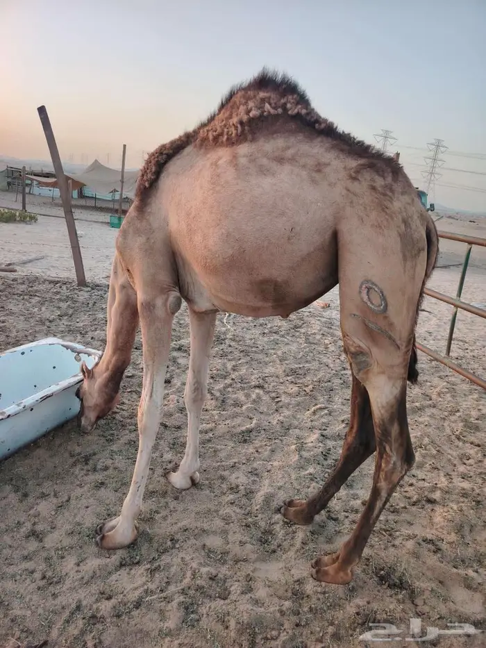 بكرة مفروده 2