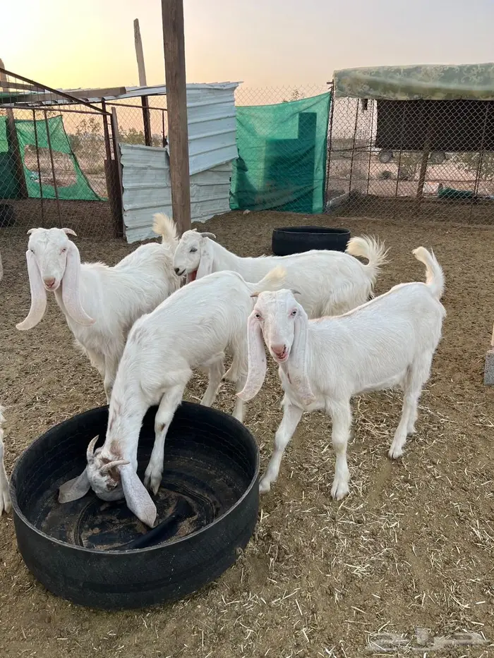 جفرات مطوره 1