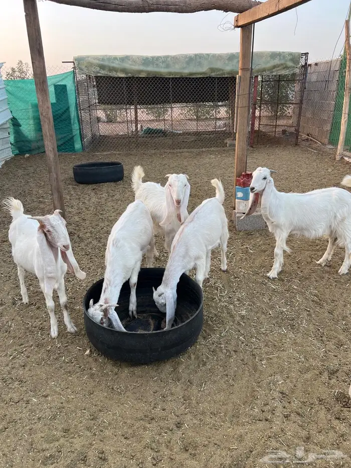 جفرات مطوره 2