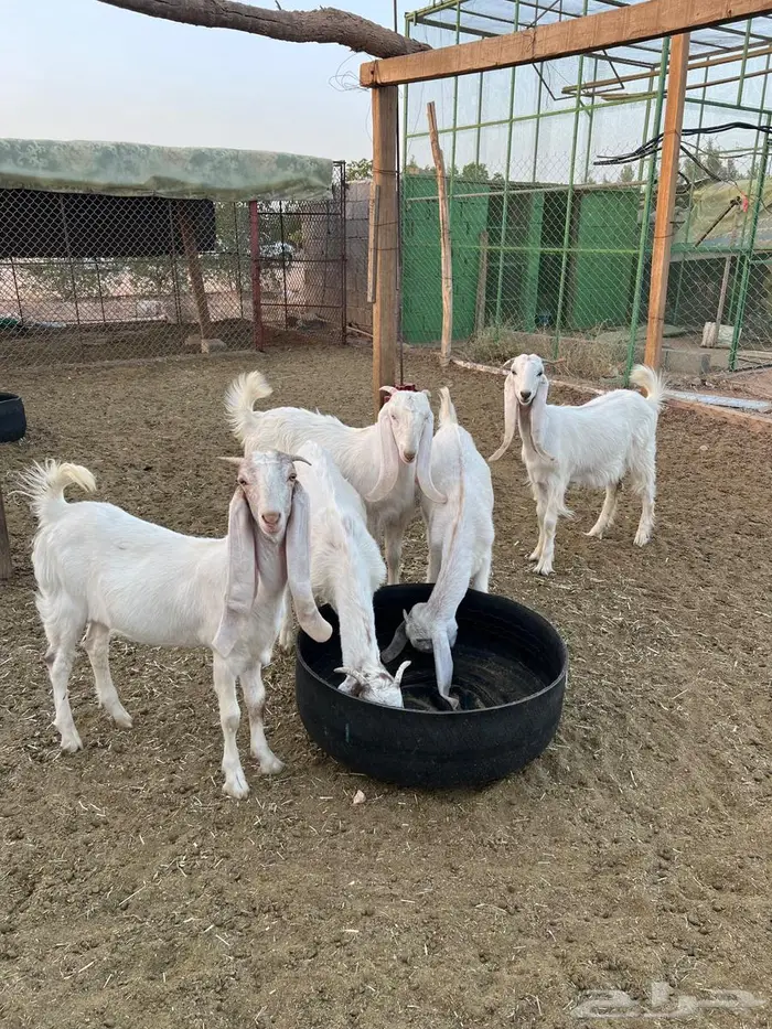 جفرات مطوره 3