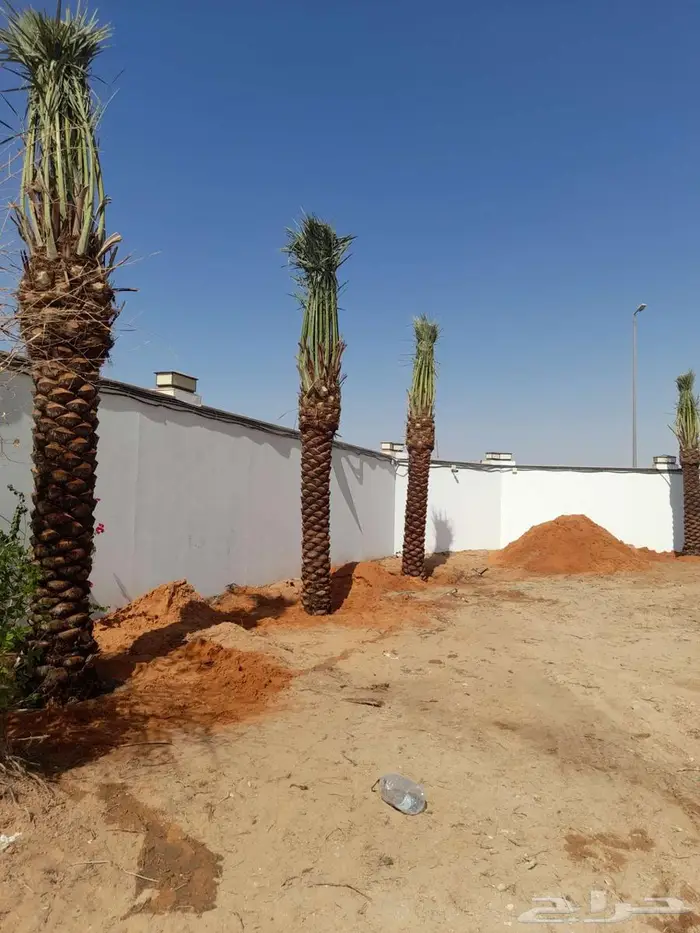 انخل واشنطن زينه للبيع الجميع المحافظات 66 6