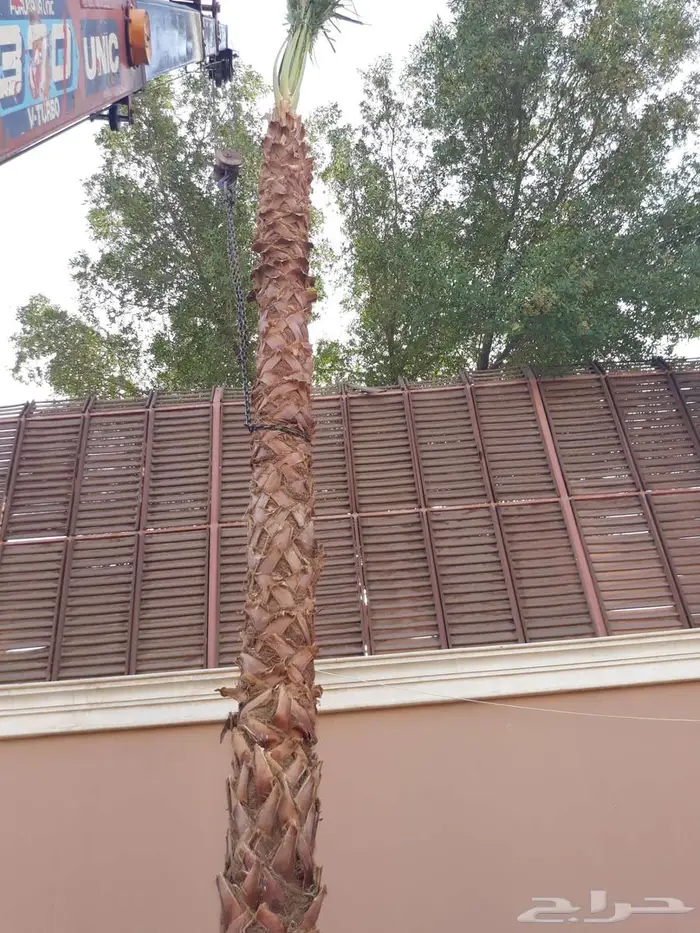 انخل واشنطن زينه للبيع الجميع المحافظات 66 12