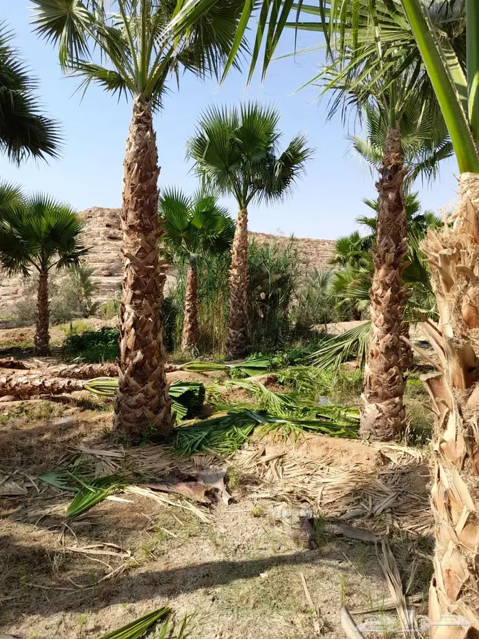 انخل واشنطن زينه للبيع الجميع المحافظات 66 11