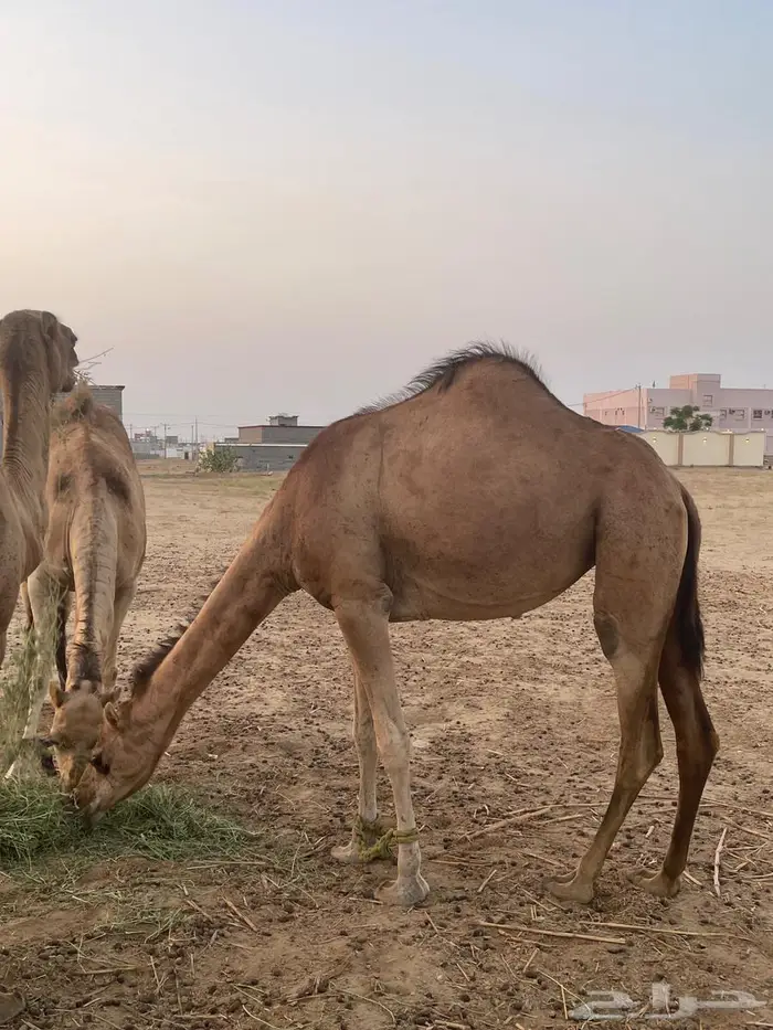 أبل للبيع مشاءالله تبارك الله 2