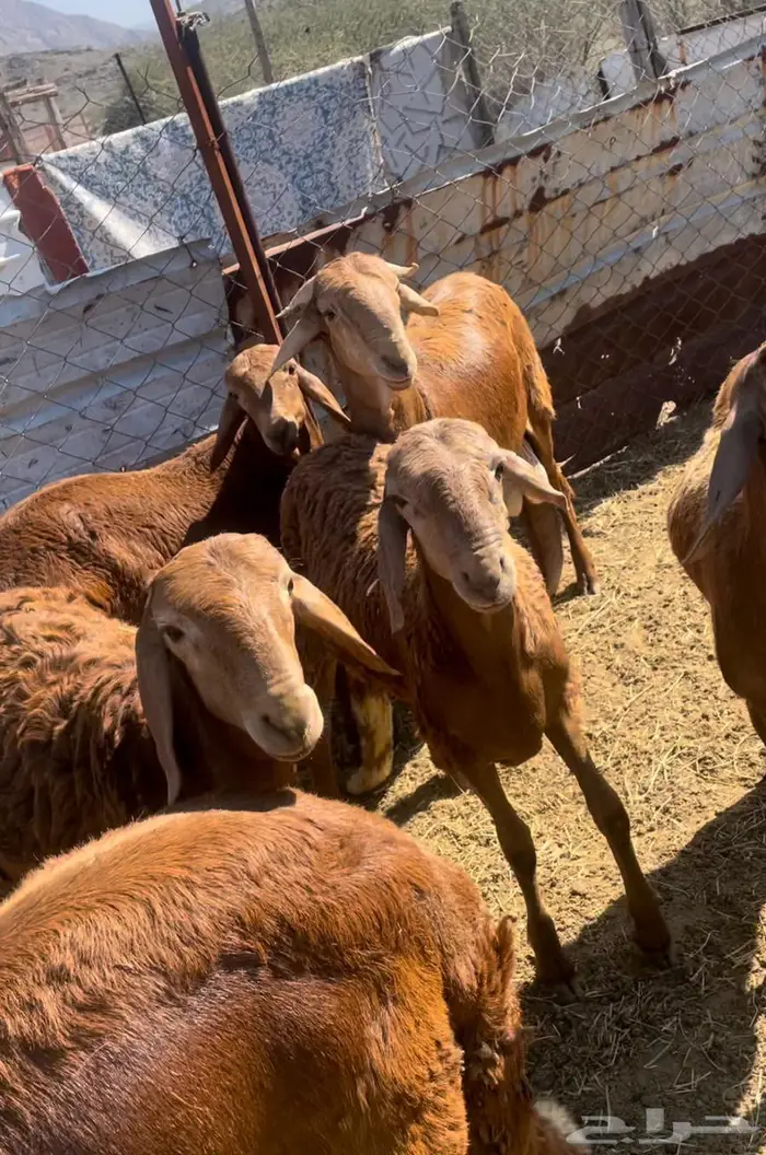 ذبايح طليان حري سواكن مع التوصيل 5