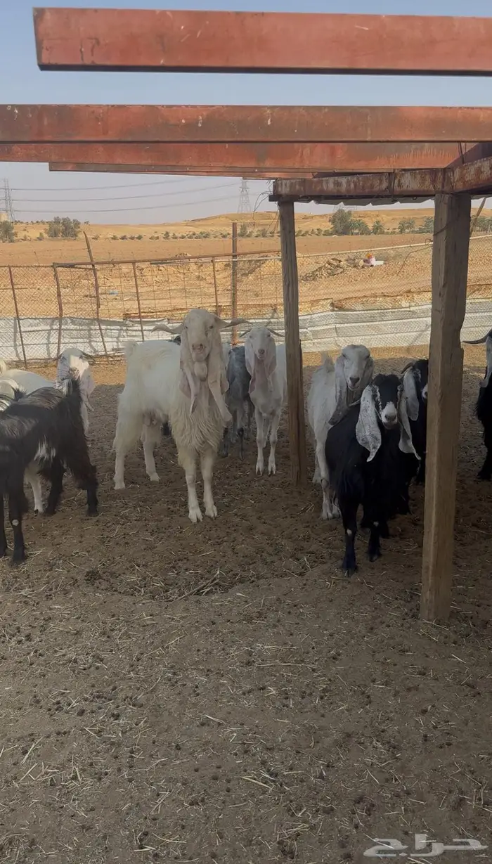 معزا مراح  تم البيع 1