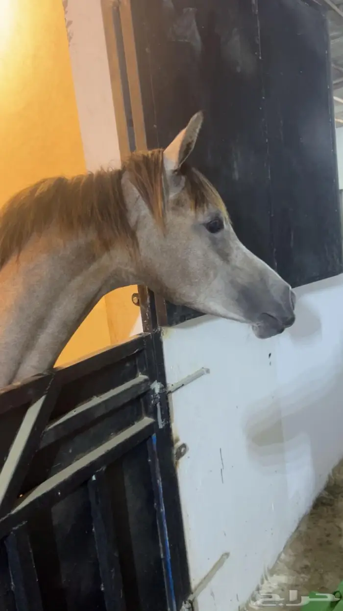 مهره شعبيه فاخره 2