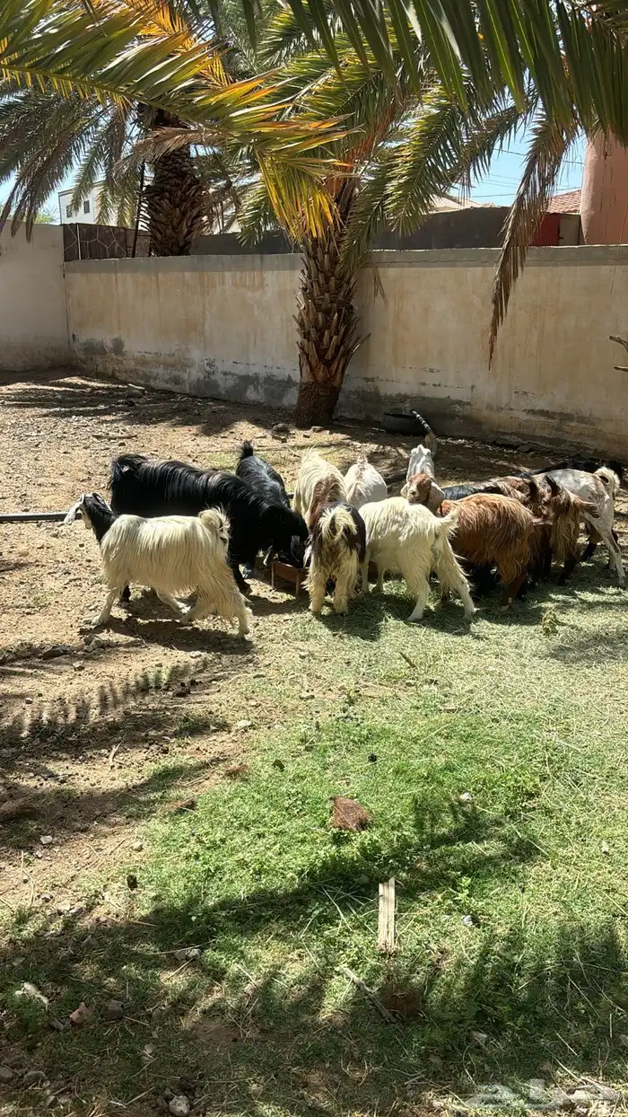 معزاء كفو كفو كفو للبيع العدد 24 اكثرها صغار سن دفيع 2