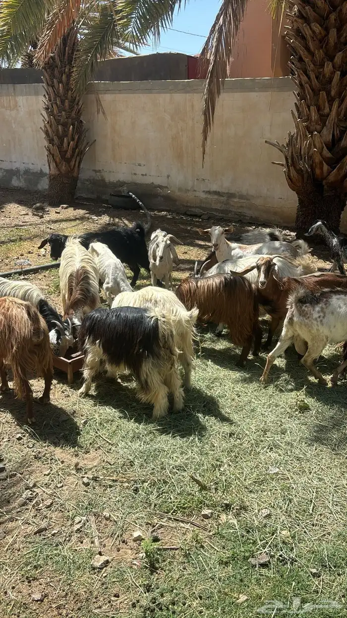 معزاء كفو كفو كفو للبيع العدد 24 اكثرها صغار سن دفيع 0