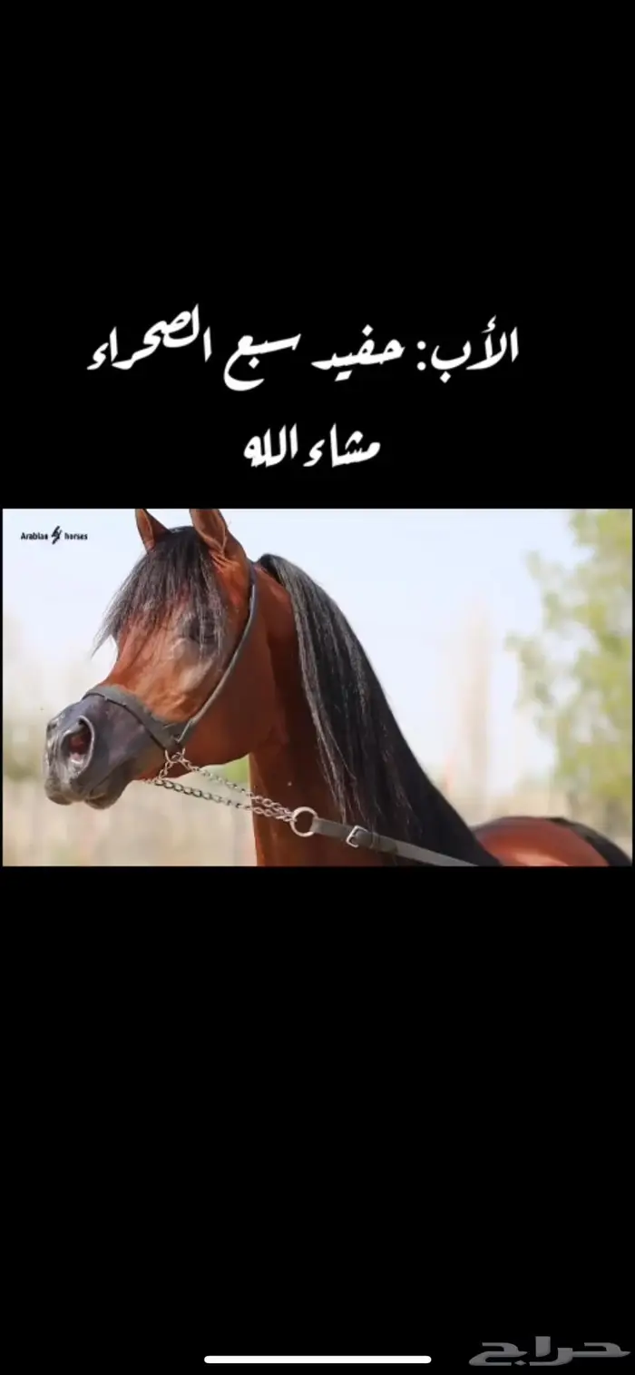 مهره شعبيه فاخره 5
