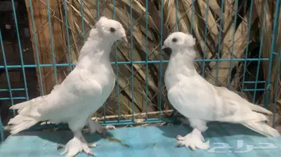 زوج تركي ابيض دبل كرست فاخر باقي 3 ريش 2