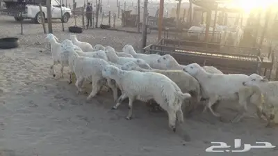 ذبائح مع التوصيل الاعلى تقييم وجوده في الموقع 1