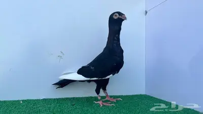 فحل مسود اسود وحش 3
