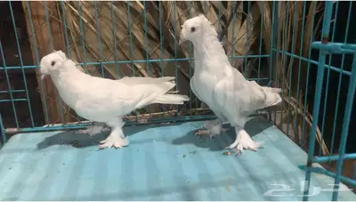 زوج تركي ابيض دبل كرست فاخر باقي 3 ريش 0
