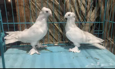 زوج تركي ابيض دبل كرست فاخر باقي 3 ريش 1